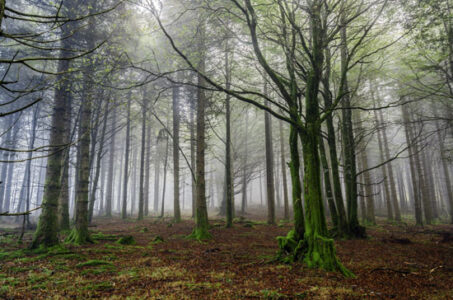 Walking the Path of Herbalism Image